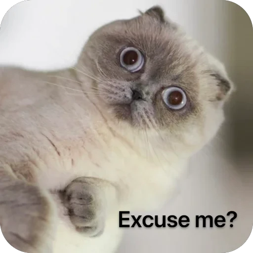 🙁 Стикер «Meow Peow» для Telegram