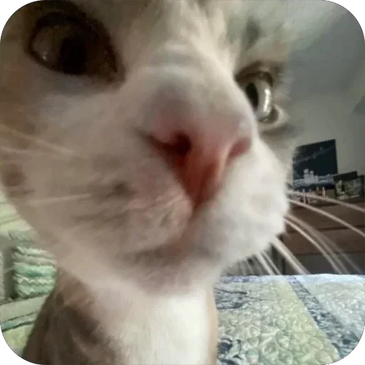 🤨 Стикер «Meow Peow» для Telegram
