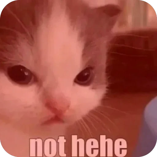 🤬 Стикер «Meow Peow» для Telegram