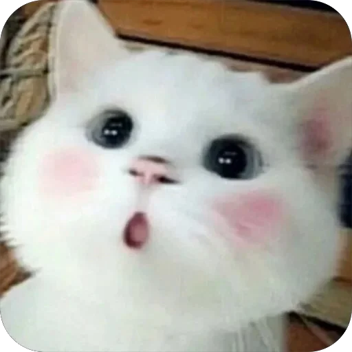 😯 Стикер «Meow Peow» для Telegram