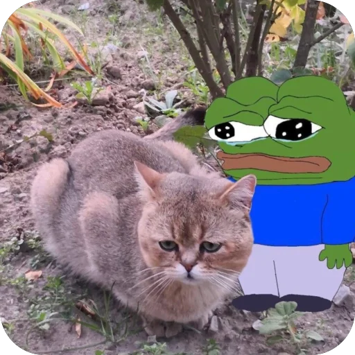 😢 Стикер «Meow Peow» для Telegram