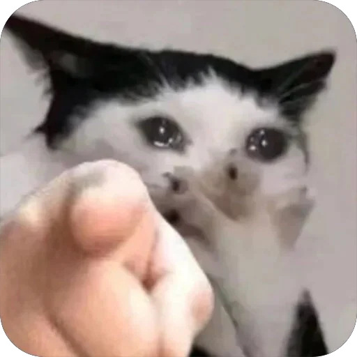 👇 Стикер «Meow Peow» для Telegram