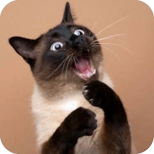 😱 Стикер «Meow Peow» для Telegram