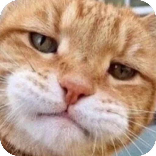 😑 Стикер «Meow Peow» для Telegram