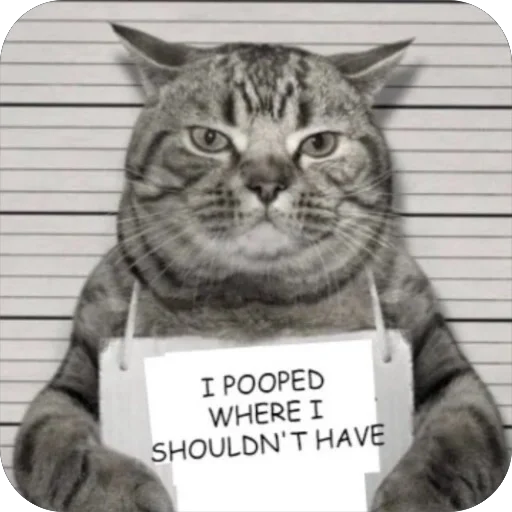 💩 Стикер «Meow Peow» для Telegram