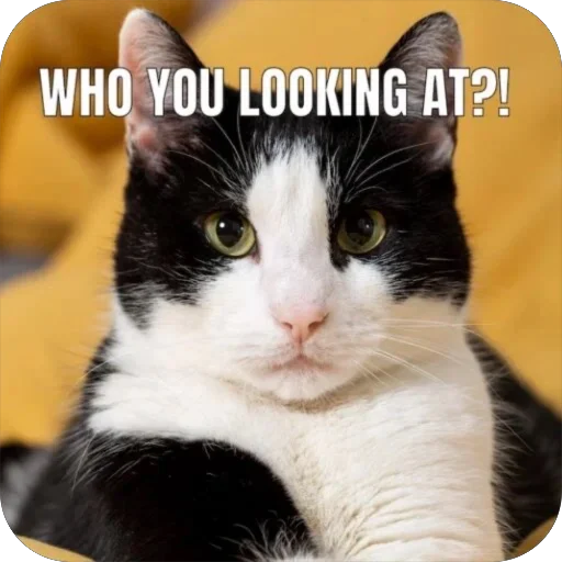 🤨 Стикер «Meow Peow» для Telegram