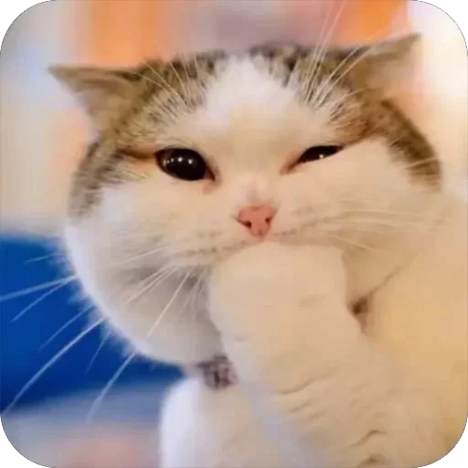 Стикерпак Meow Peow для Telegram