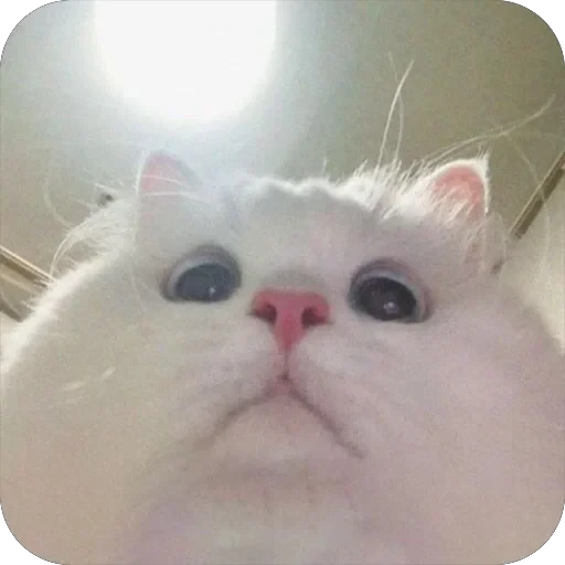 😶 Стикер «Meow Peow» для Telegram