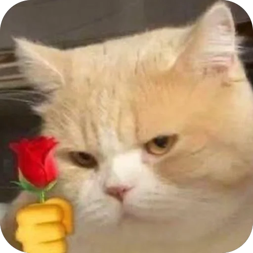 🌹 Стикер «Meow Peow» для Telegram