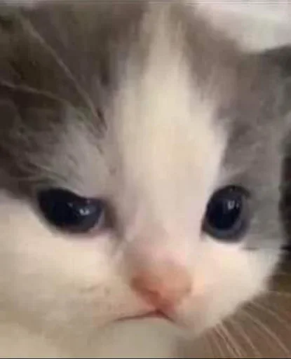 🤨 Стикер «Meow Peow» для Telegram