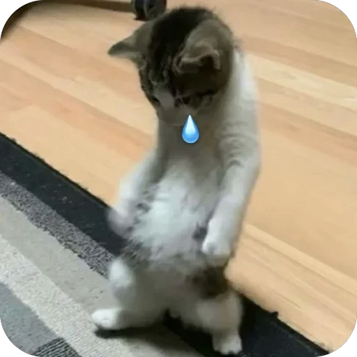 😔 Стикер «Meow Peow» для Telegram