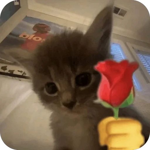 🌹 Стикер «Meow Peow» для Telegram