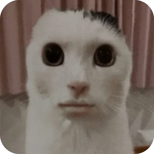 😐 Стикер «Meow Peow» для Telegram
