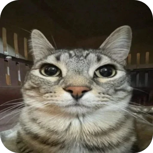🐱 Стикер «Людское» для Telegram