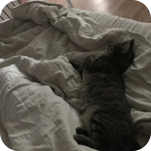 🐱 Стикер «Мифа» для Telegram