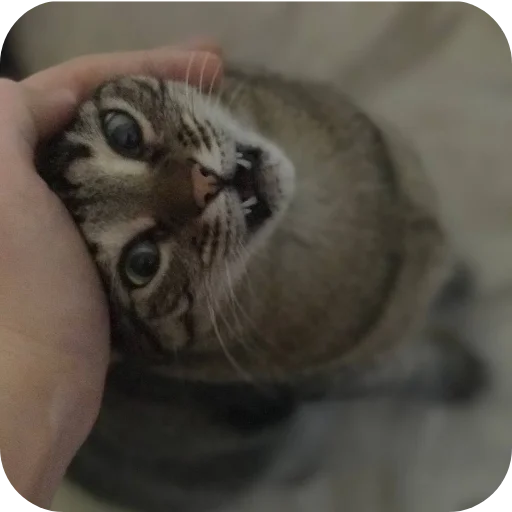 🐱 Стикер «Мифа» для Telegram