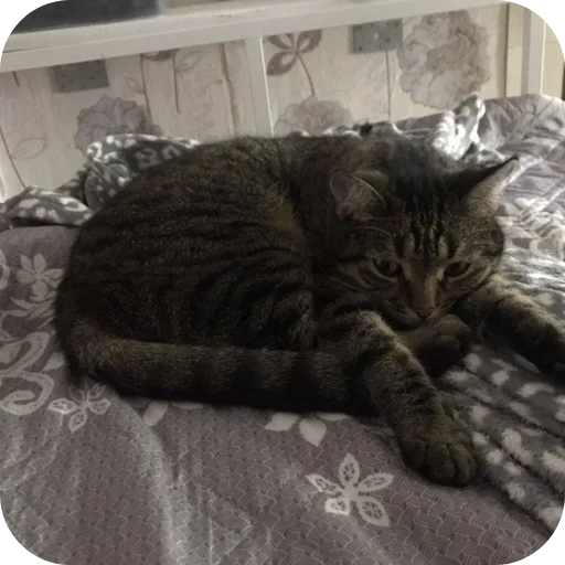 🐱 Стикер «Мифа» для Telegram