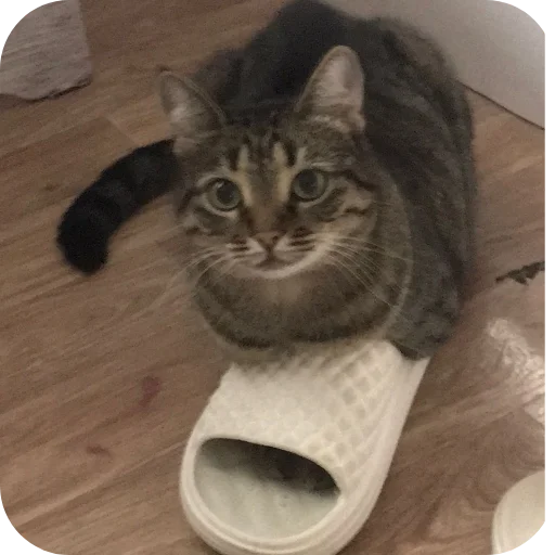 🐱 Стикер «Мифа» для Telegram