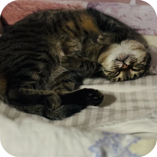 🐱 Стикер «Мифа» для Telegram