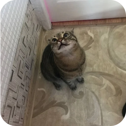🐱 Стикер «Мифа» для Telegram