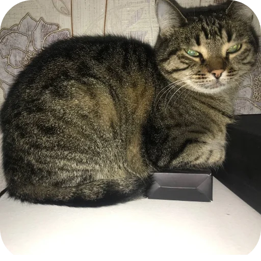 🐱 Стикер «Мифа» для Telegram