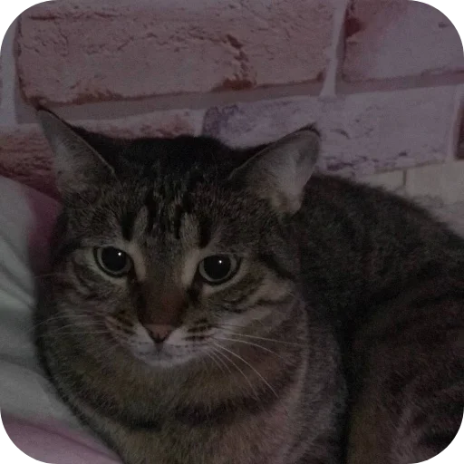 🥰 Стикер «Мифа» для Telegram