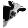 Стикер 9 𝙼𝚒𝚕𝚔