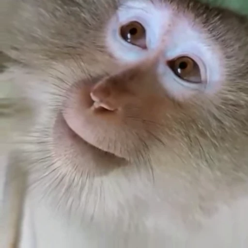 🐵 Стикер «Mənimki» для Telegram