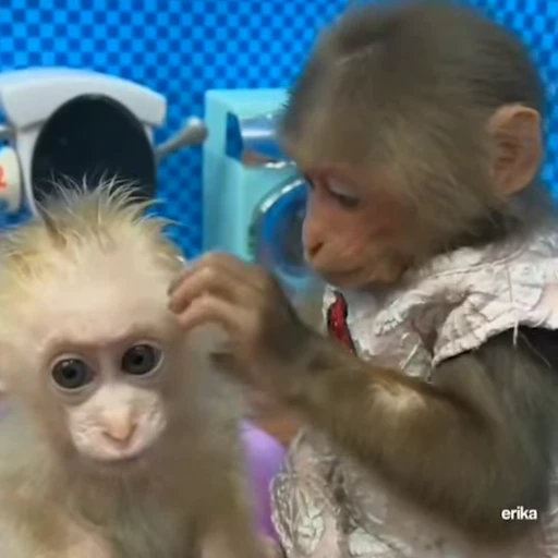 🐵 Стикер «Mənimki» для Telegram