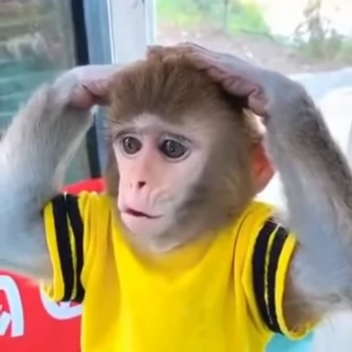 🐵 Стикер «Mənimki» для Telegram