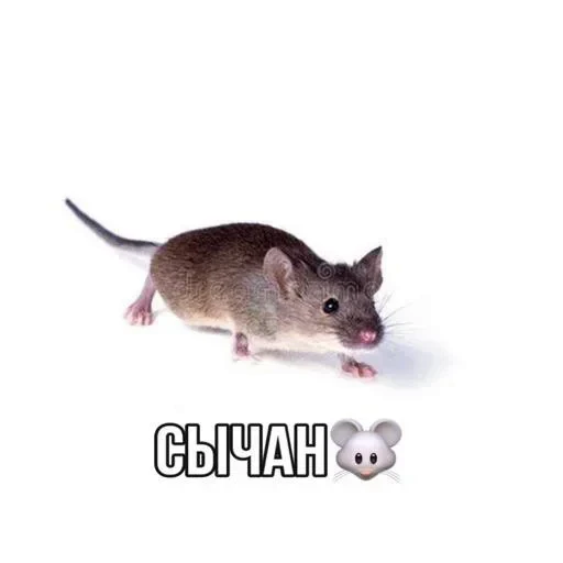 🐭 Стикер «Mənimki» для Telegram