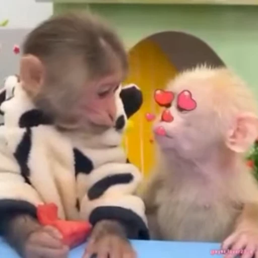 🐵 Стикер «Mənimki» для Telegram
