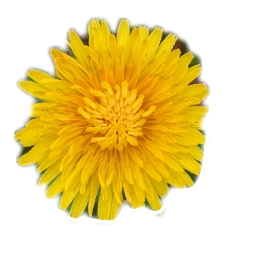 🌸 Стикер «Живность_N1» для Telegram