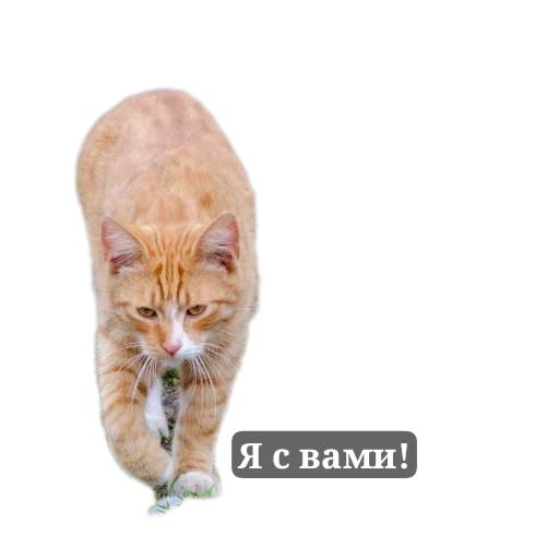 🐱 Стикер «Живность_N1» для Telegram