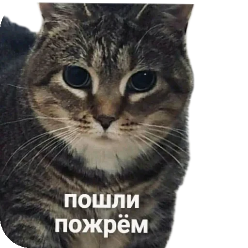 🐱 Стикер «Живность_N1» для Telegram