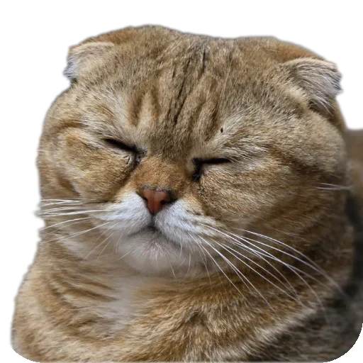 🐱 Стикер «Живность_N1» для Telegram