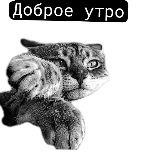 🐱 Стикер «Живность_N1» для Telegram