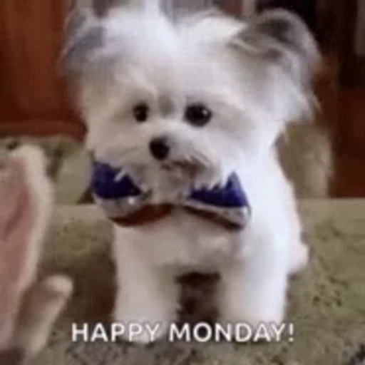 🤨 Стикер «Monday» для Telegram