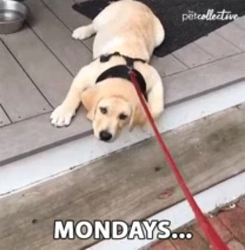 🤨 Стикер «Monday» для Telegram