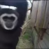 😛 Эмодзи «Monkey» для Telegram