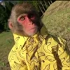😐 Эмодзи «Monkey» для Telegram