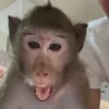 😨 Эмодзи «Monkey» для Telegram