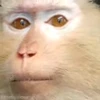 😕 Эмодзи «Monkey» для Telegram