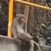 🥳 Эмодзи «Monkey» для Telegram