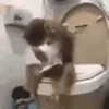 🚽 Эмодзи «Monkey» для Telegram