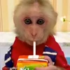 🧃 Эмодзи «Monkey» для Telegram