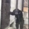 🐵 Эмодзи «Monkey» для Telegram
