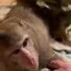 🧖‍♂️ Эмодзи «Monkey» для Telegram