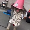 😨 Эмодзи «Monkey» для Telegram