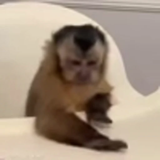 😠 Эмодзи «Monkey» для Telegram